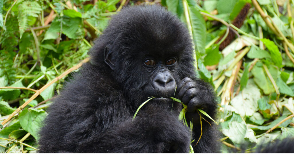 Tourists trekking through lush forests in East Africa, encountering a mountain gorilla in its natural habitat