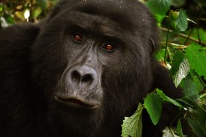 6 days Uganda Rwanda safaris: Explore gorilla trekking adventures in both countries