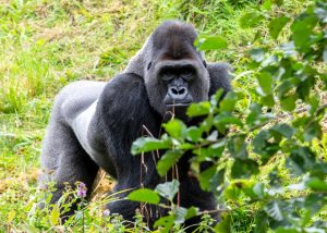 1-day Bwindi gorilla trek from Rwanda: Trekking through dense forest to observe mountain gorillas in their natural habitat