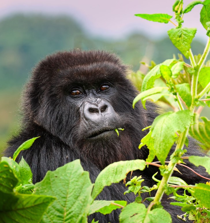 Virunga National Park