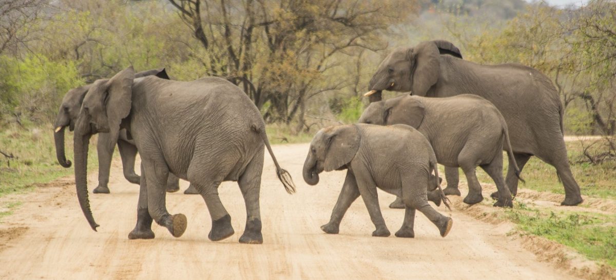 A diverse group of wildlife including elephants, lions, zebras, and gorillas in East Africa's national parks and reserves
