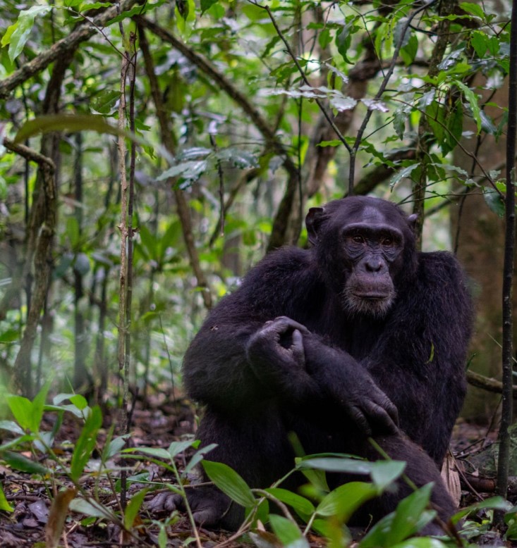 kibale national park 5 Days Gorilla Tour showcasing chimpanzees and diverse wildlife in Uganda's stunning landscapes