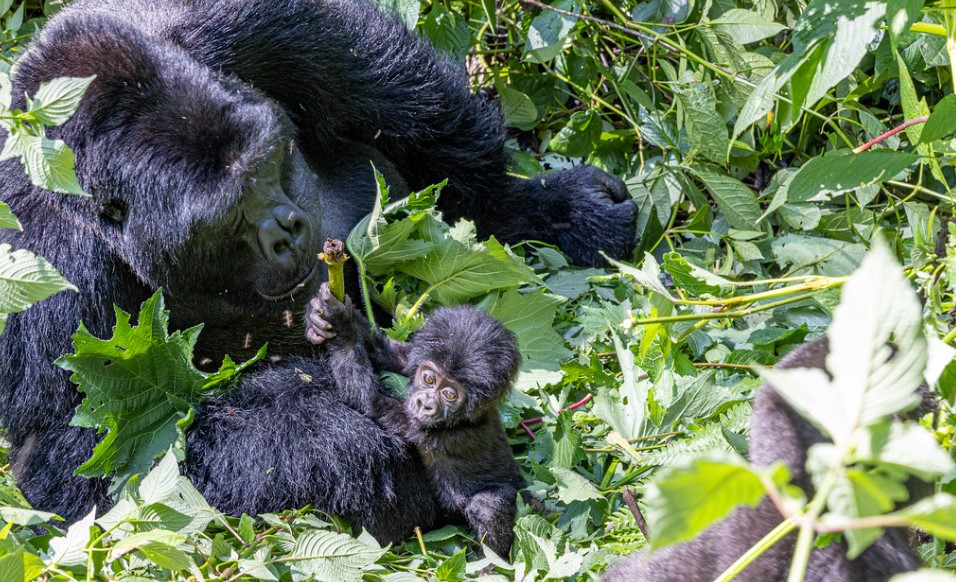 A mountain gorilla in Bwindi Impenetrable National Park, Uganda, surrounded by dense forest vegetation, showcasing the park's natural beauty.