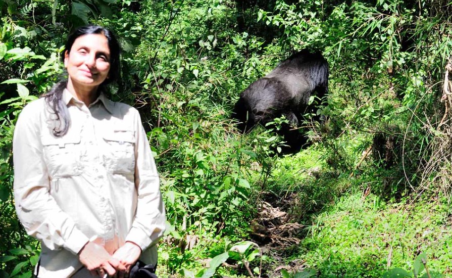 A family of mountain gorillas resting in the lush forest of Volcanoes National Park, Rwanda, with mist-covered mountains in the background
