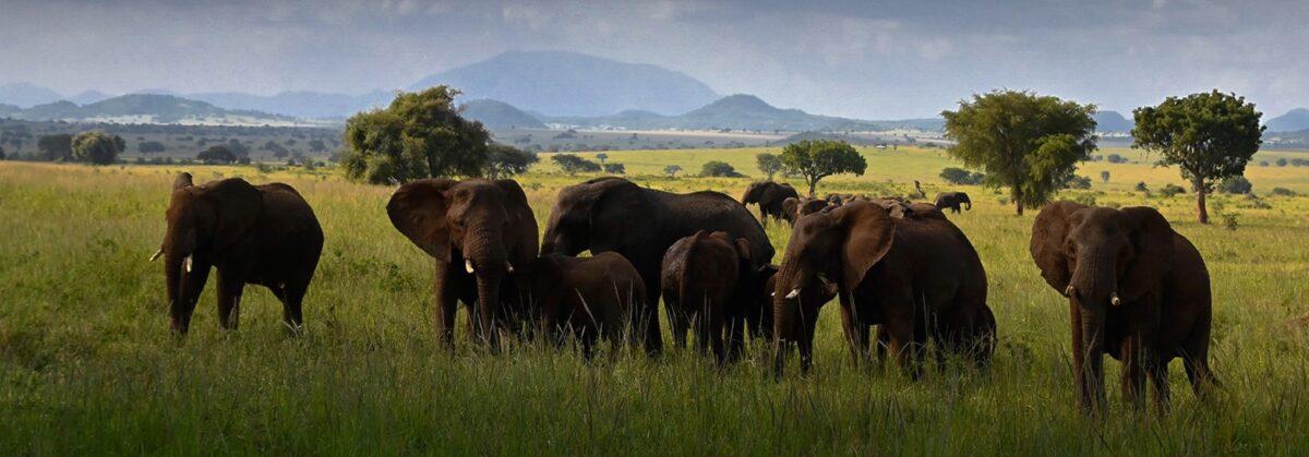 A herd of elephants walking across the savannah in Kidepo Valley National Park, Uganda, with a backdrop of rugged hills and open plains