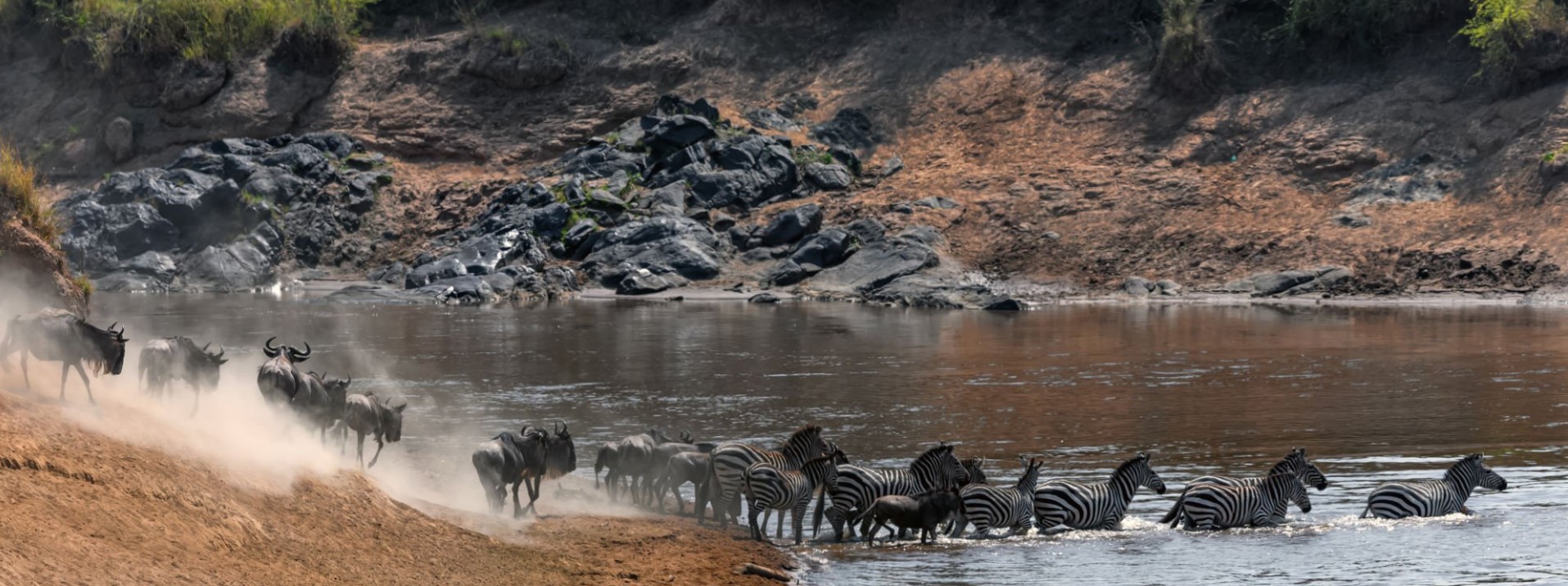 Thousands of wildebeest and zebras crossing the Mara River during the Great Migration in Kenya's Masai Mara, surrounded by dramatic scener