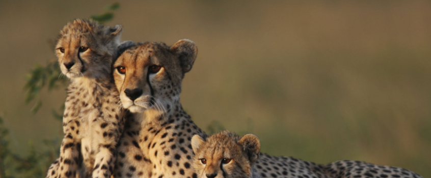 Lions, giraffe, elephants and all intresting animals in Masai mara game reserve