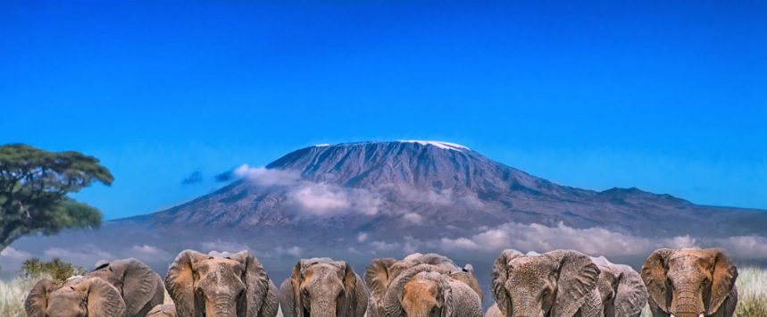 Lions, giraffe, elephants and all intresting animals in Amboseli National Park