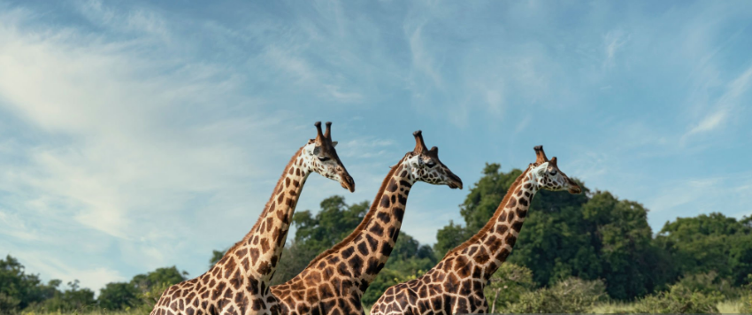 Murchison Falls National Park with waterfalls, wildlife, boat safari and scenic savannah landscapes in Uganda