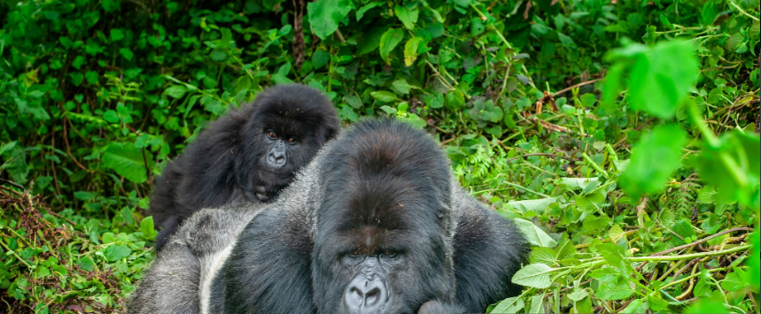 Explore Randa's beauty on a 1-day Gorilla Tour Rwanda with wildlife, gorillas and scenic landscapes