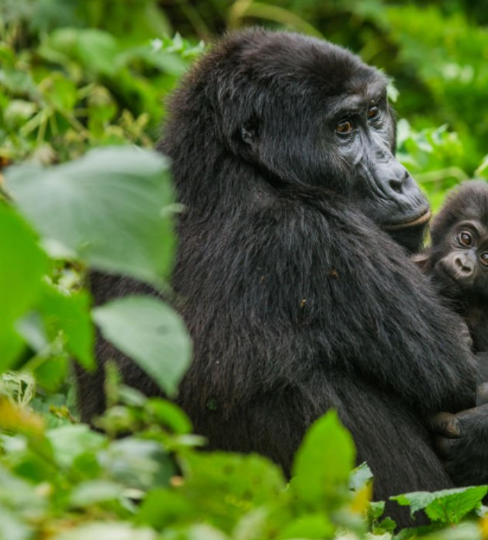 Discover Rwanda’s majestic mountain gorillas—Visit Rwanda Holidays provides tailor-made luxury & budget wildlife tours in Africa.