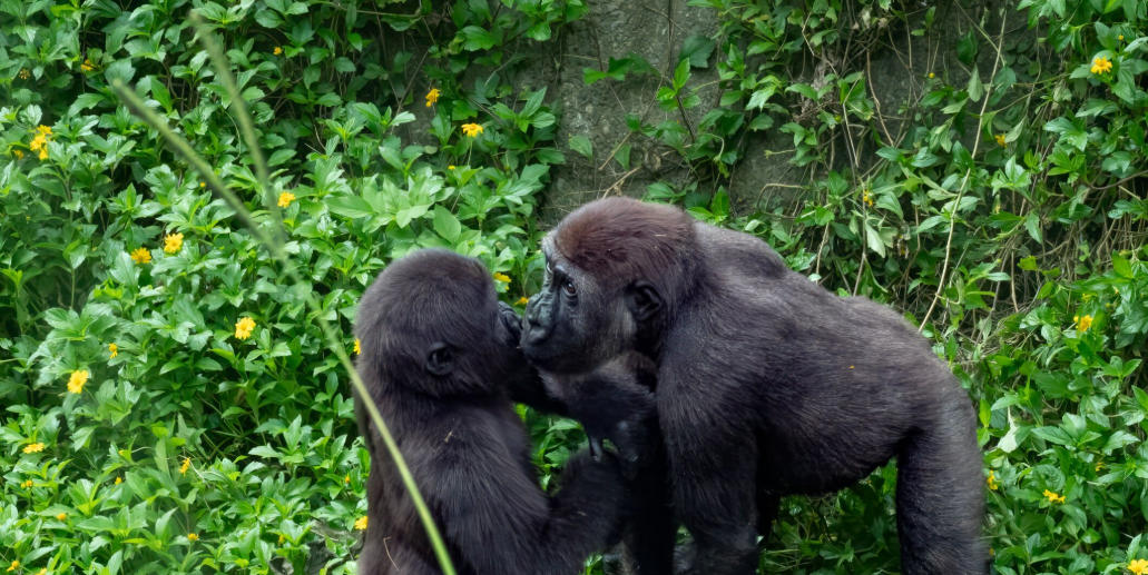 Gorilla-human interaction behavior in natural habitat and captivity.