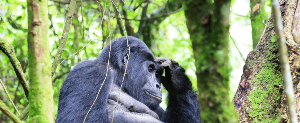 Silverback gorilla in forest - gorilla trekking age limit applies for visitors