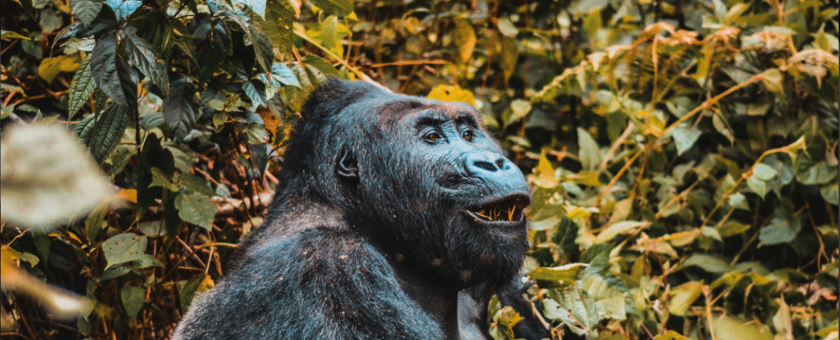 Mountain gorilla trekking in Bwindi Impenetrable Forest, Uganda's top wildlife adventure.