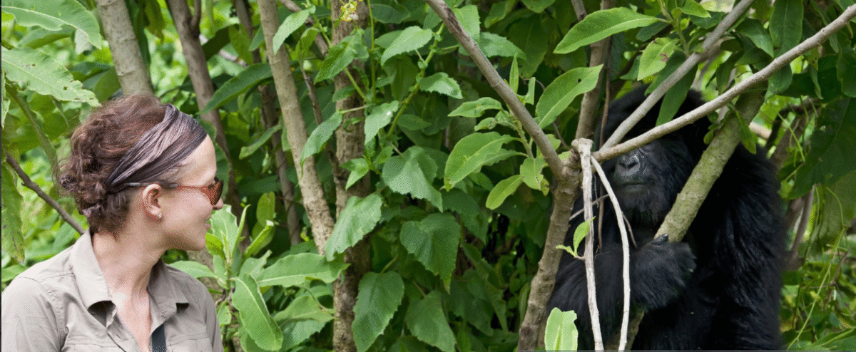 Gorilla trekking health risks and safety tips for adventurers in the wild.