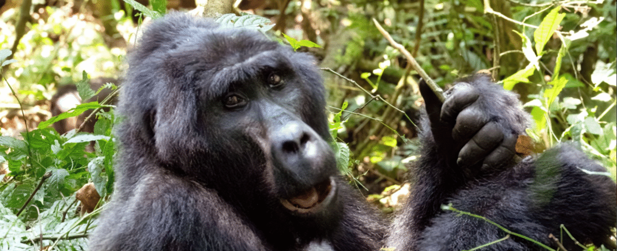 Gorilla trekking visitor numbers in Africa's rainforests with guided tours.