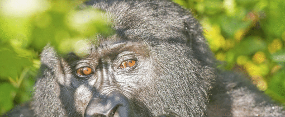 Gorilla trekking photography - tourist capturing mountain gorillas in their natural habitat