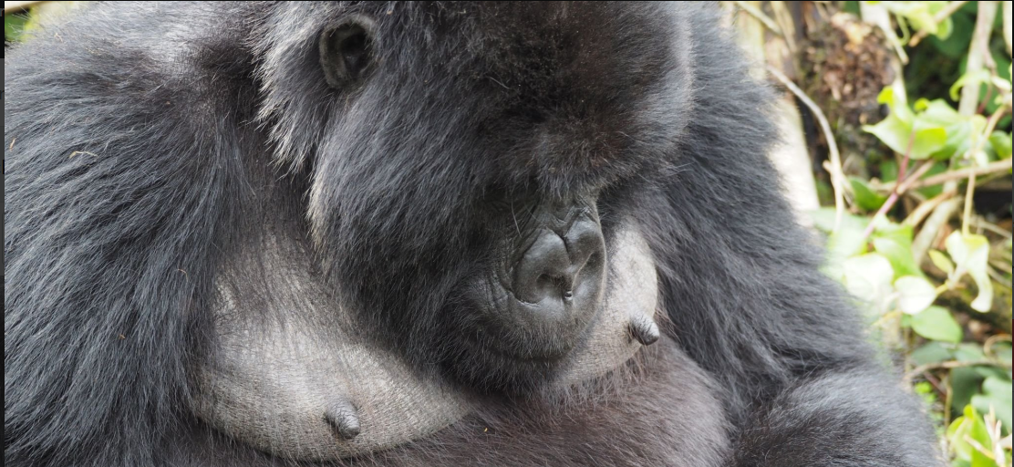 Mountain gorilla in forest - gorilla trekking vaccinations required for safe travel.