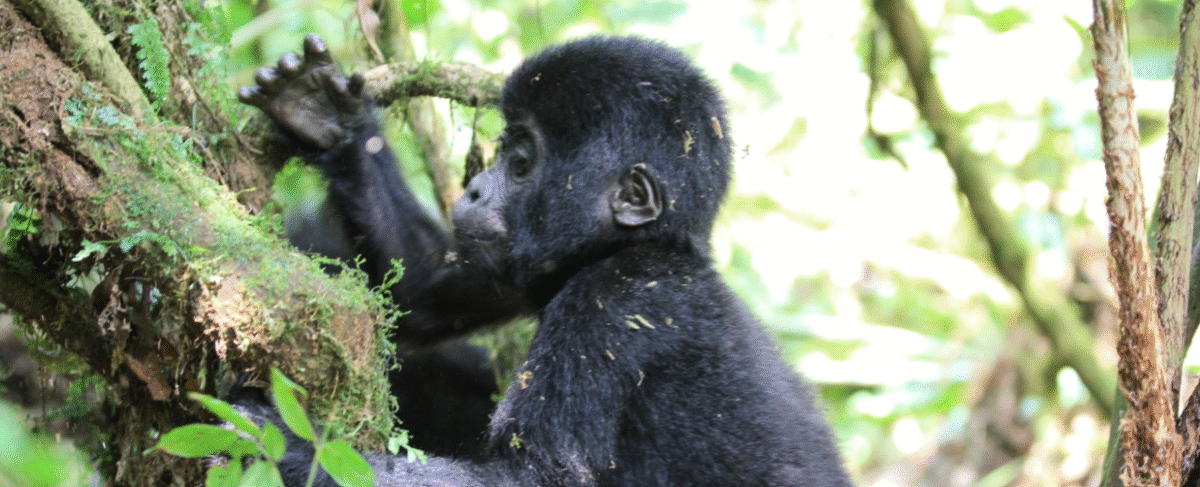 Family with kids gorilla trekking in Bwindi Impenetrable Forest, Uganda