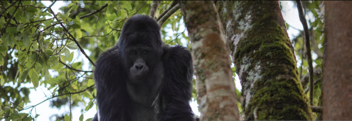 Mountain gorilla in wild - non-refundable permits required for trekking adventures.