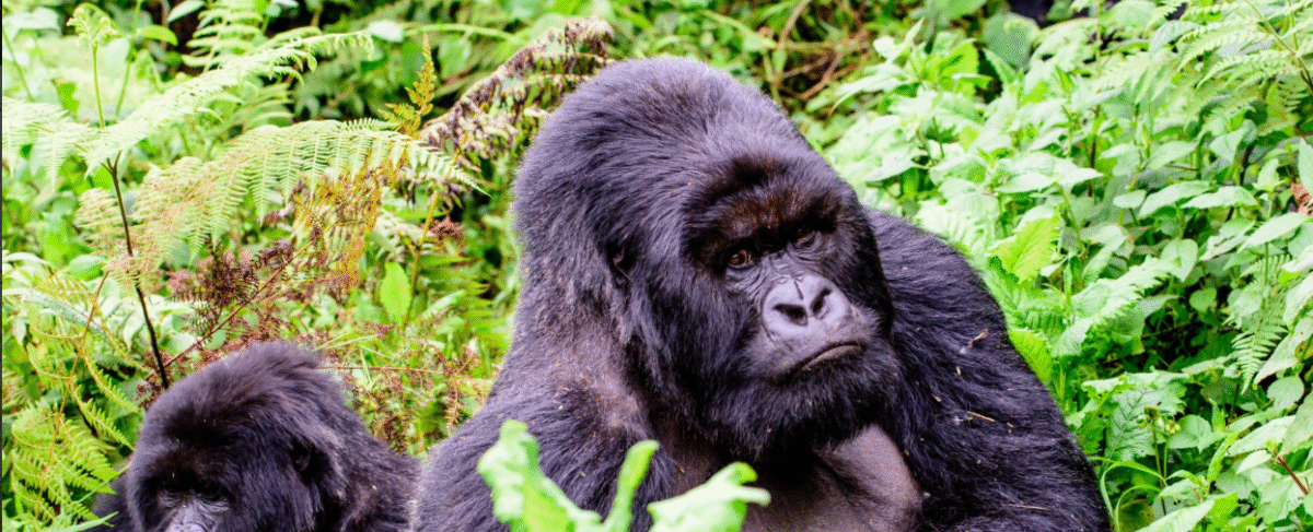 Gorilla trekking in Rwanda - Africa's best primate adventure destination