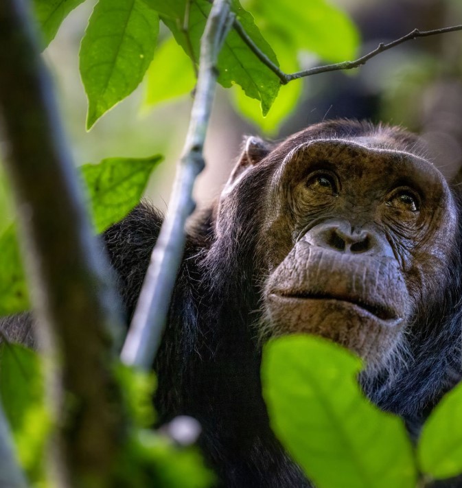 Gorilla trekking minimum age guide, preparing for gorilla trekking, wildlife adventure age limit