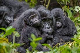 A silverback gorilla calmly approaching tourists in a forest during a guided trekking experience.